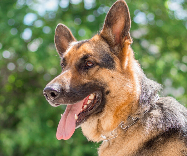 german shepherd