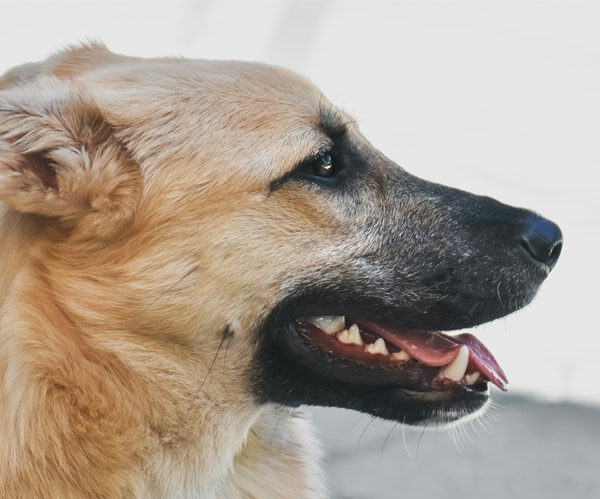 dog looking left with mouth slightly open in smile