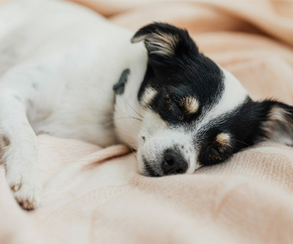 dog sleeping on blanket