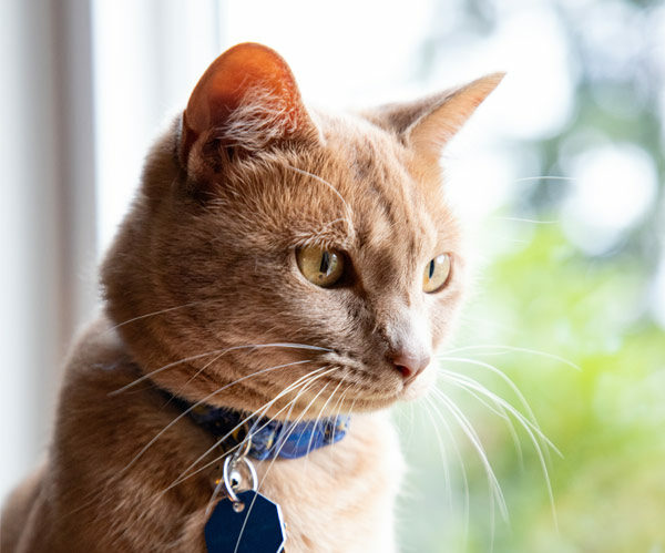 orange tabby cat with collar looking outside window