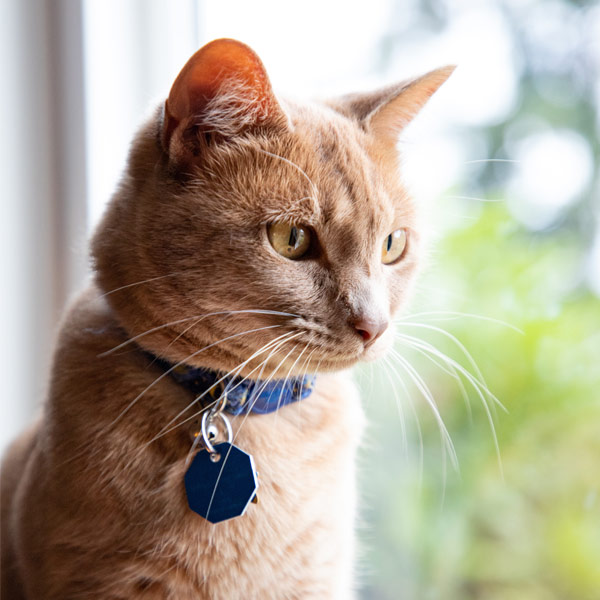 orange tabby cat with collar looking outside window