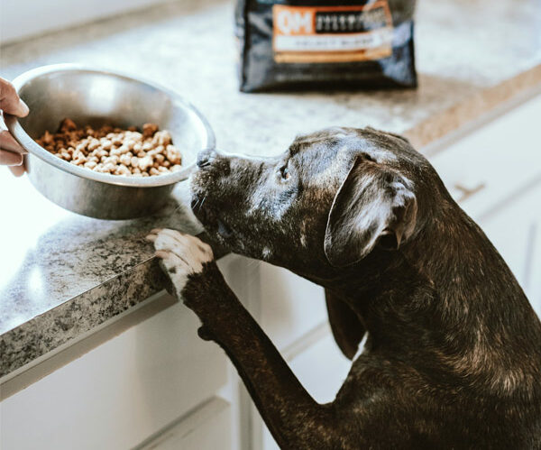 dog smelling food bowl on counter