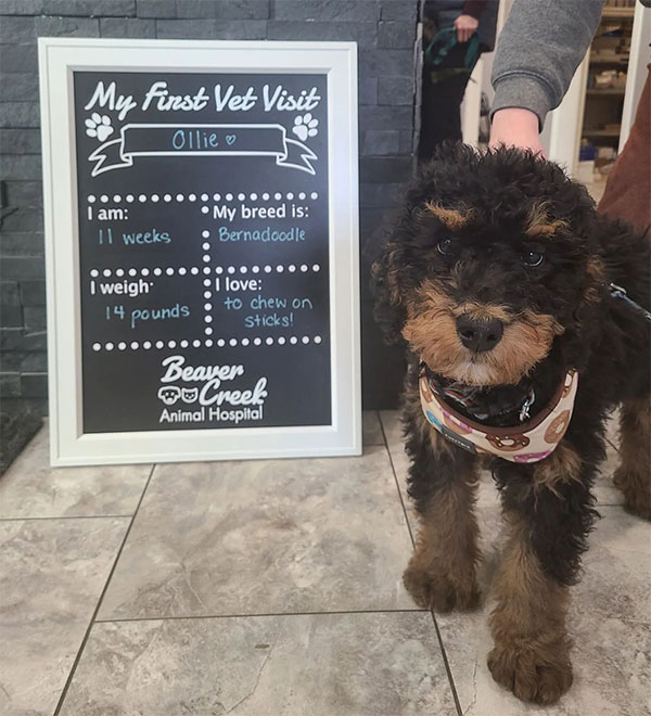 Bernadoodle named Ollie first vet visit