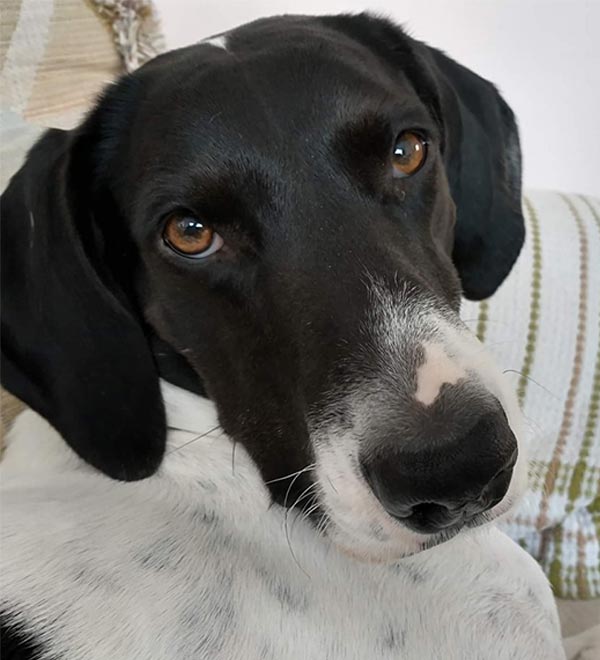 black and white coonhound dog looking at camera