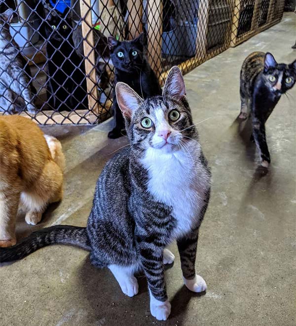 group of cats at purrfect companions shelter