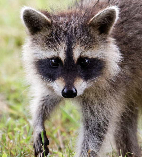 raccoon looks straight at camera